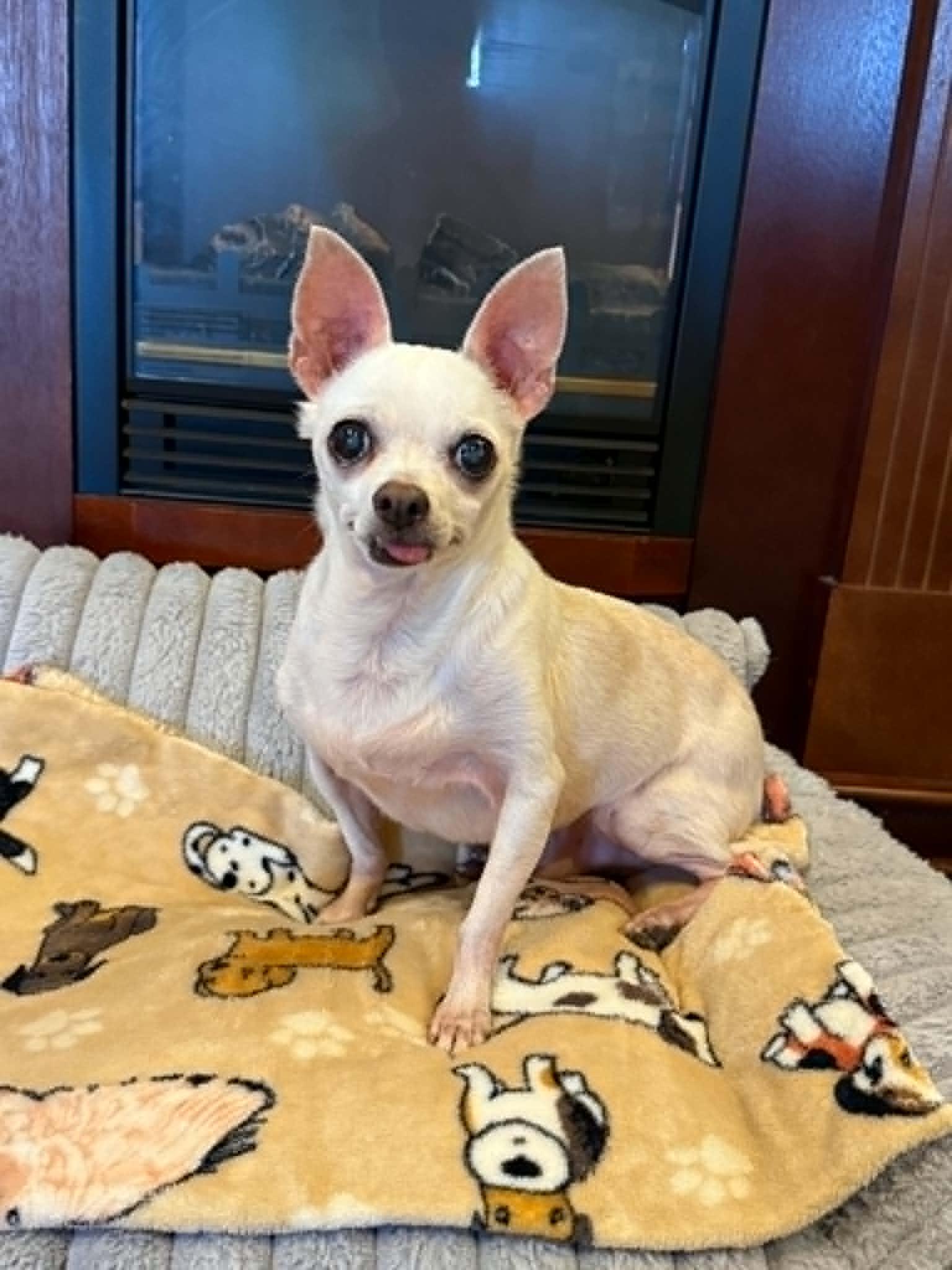 FRED, Adoptable, Senior Male Chihuahua.