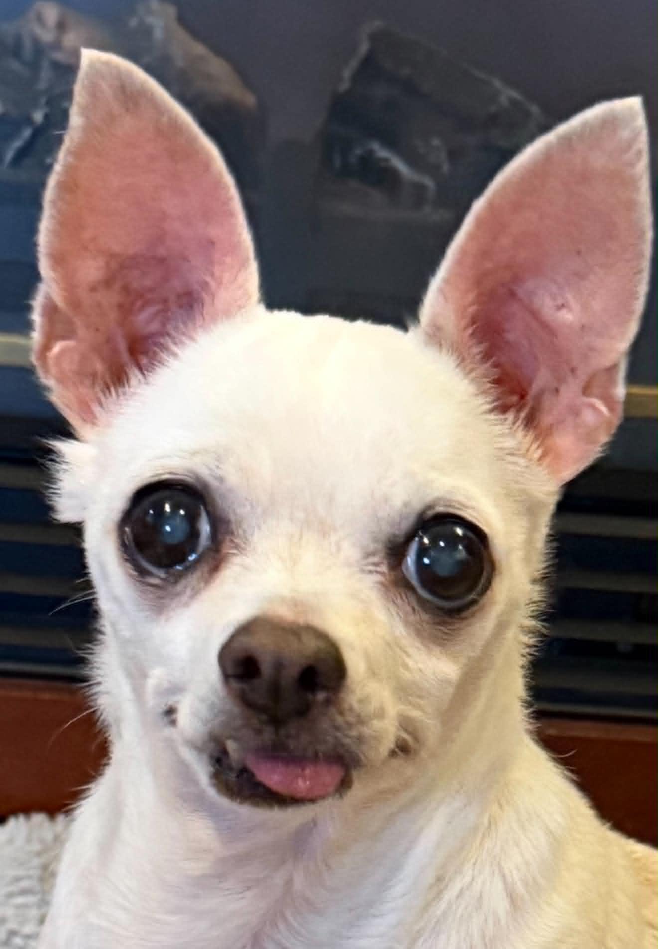Enlarge FRED, a Adoptable Chihuahua in Port Clinton, OH image 2/3