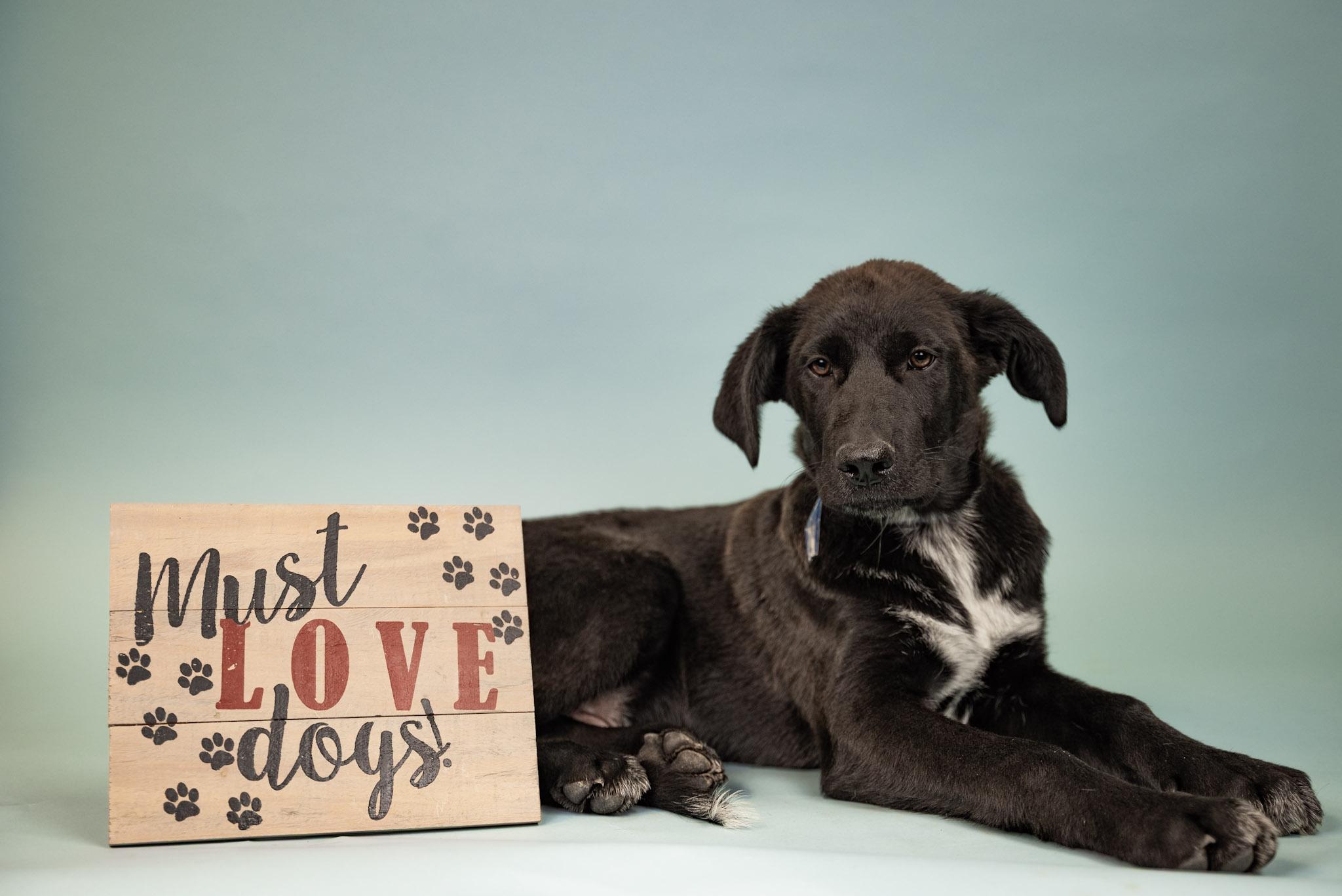 Enlarge 524-26, a ADOPTABLE mixed breed in Brighton, CO image 1/1