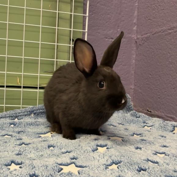 Ozuna, Adoptable, Baby Male Bunny Rabbit & Bunny Rabbit.