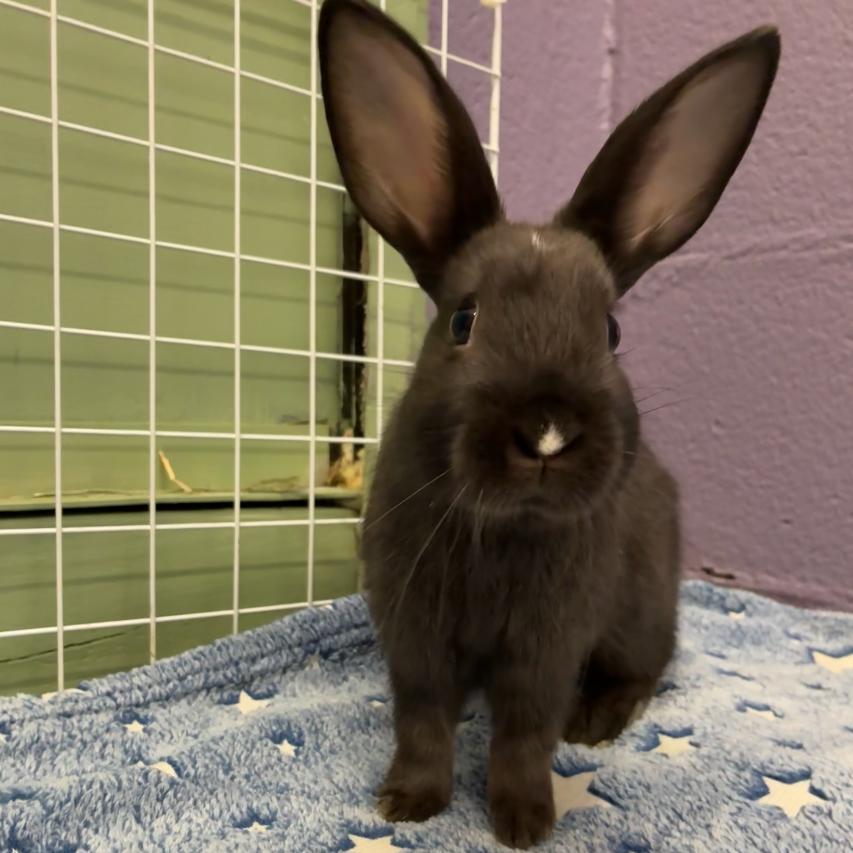 Enlarge Ozuna, a Adoptable mixed breed in Providence, RI image 2/5