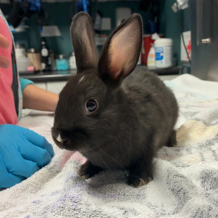 Enlarge Ozuna, a Adoptable mixed breed in Providence, RI image 4/5