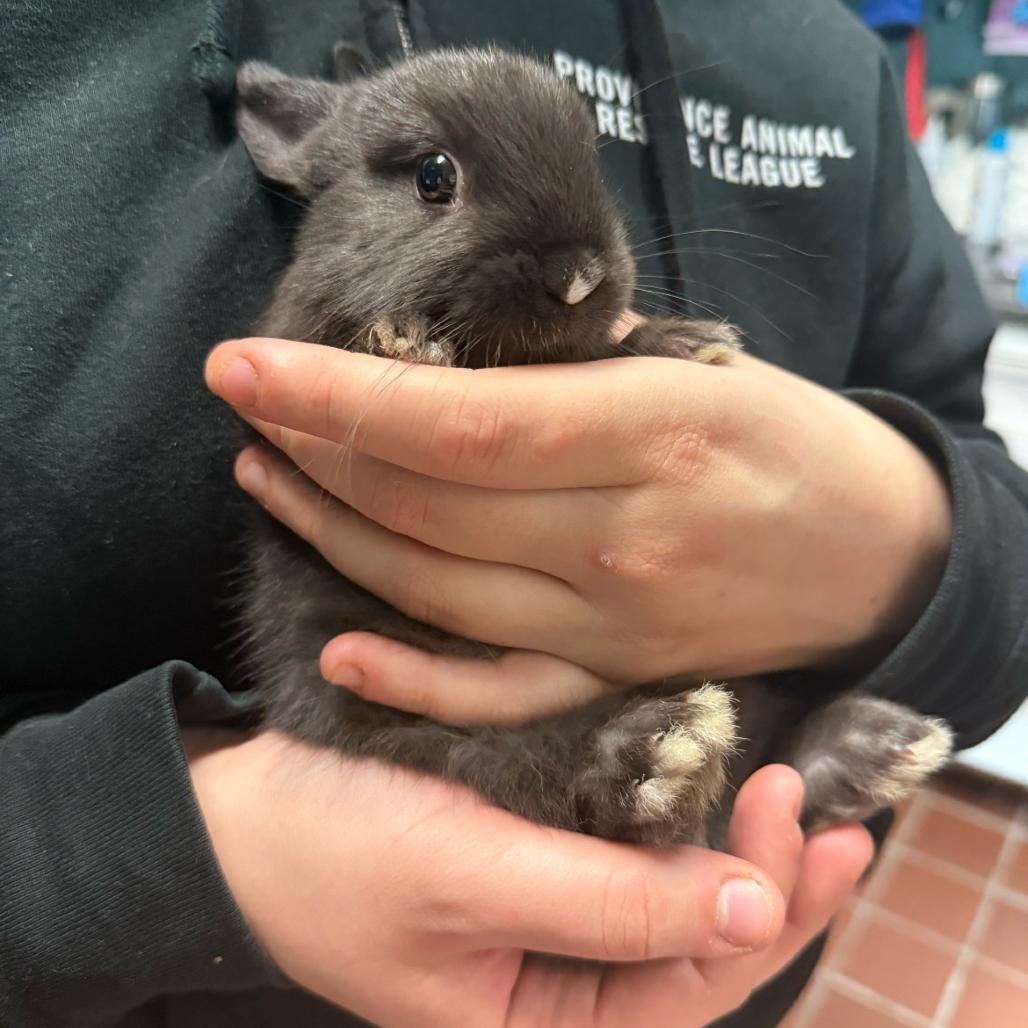 Enlarge Ozuna, a Adoptable mixed breed in Providence, RI image 5/5