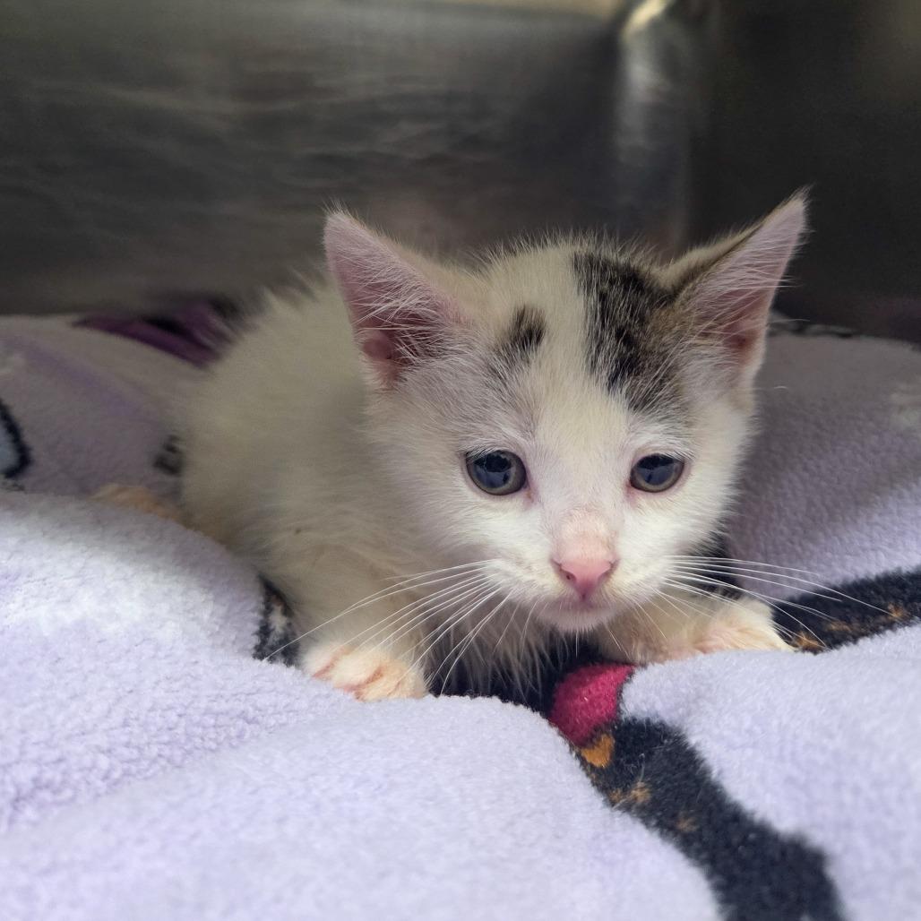 Enlarge Turbo, a Adoptable Domestic Short Hair in Newport, TN image 2/6