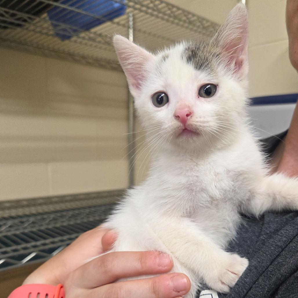 Enlarge Turbo, a Adoptable Domestic Short Hair in Newport, TN image 3/6