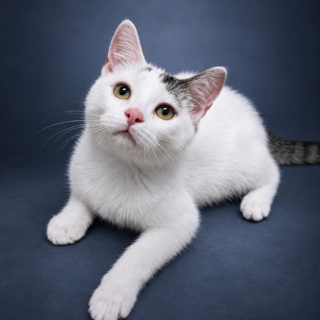 Enlarge Turbo, a Adoptable Domestic Short Hair in Newport, TN image 4/6