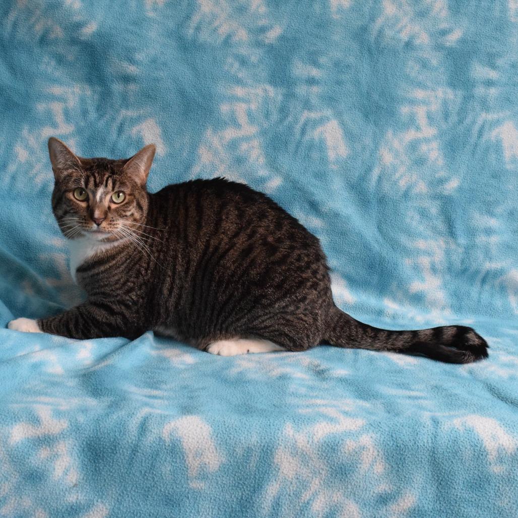 Enlarge Kiki, a Adoptable Domestic Short Hair in Eureka, CA image 1/4