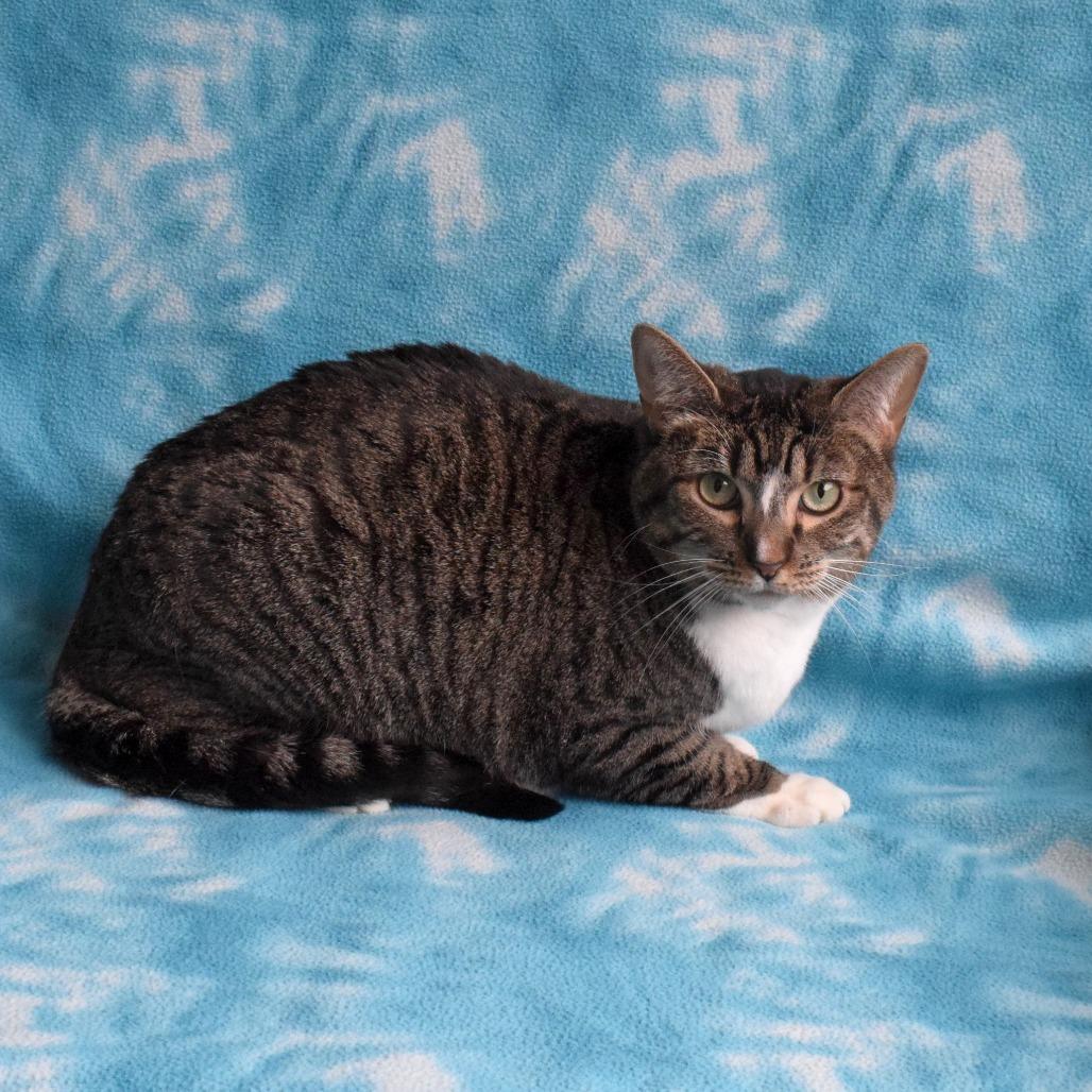 Enlarge Kiki, a Adoptable Domestic Short Hair in Eureka, CA image 2/4