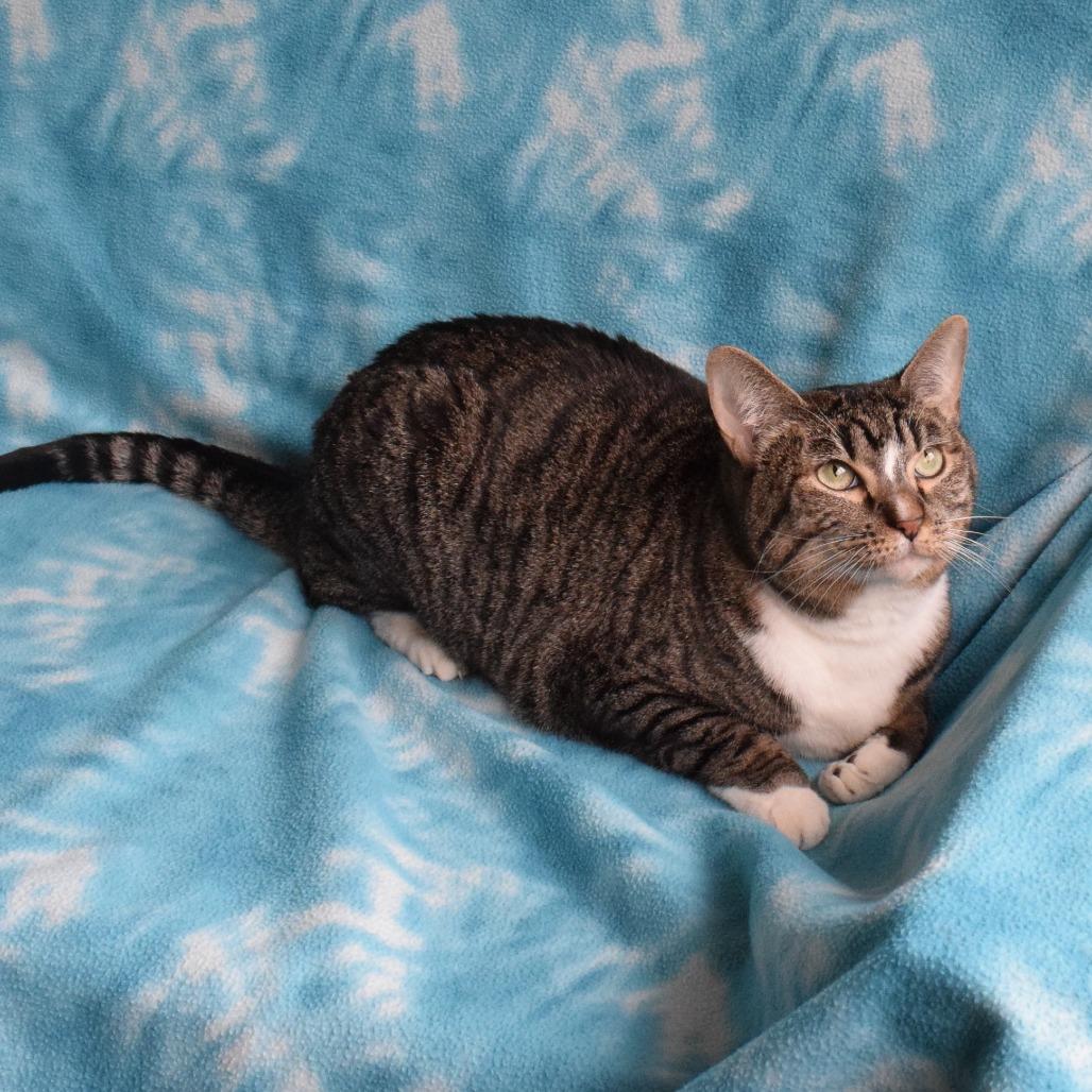Enlarge Kiki, a Adoptable Domestic Short Hair in Eureka, CA image 3/4