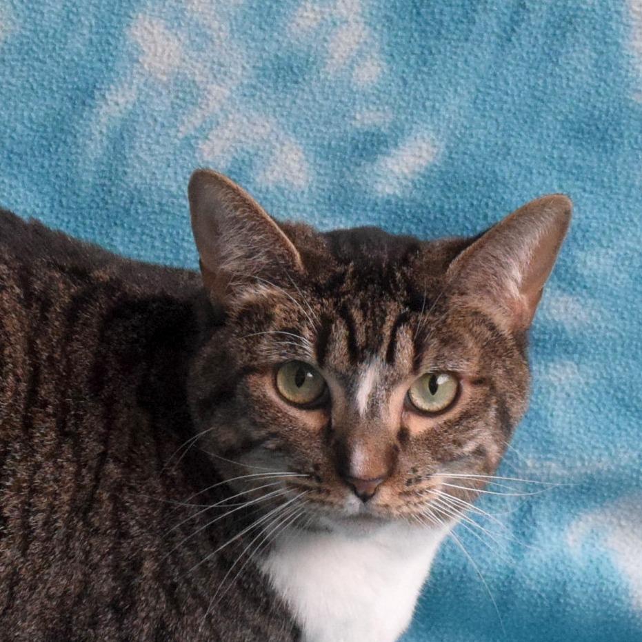 Enlarge Kiki, a Adoptable Domestic Short Hair in Eureka, CA image 4/4
