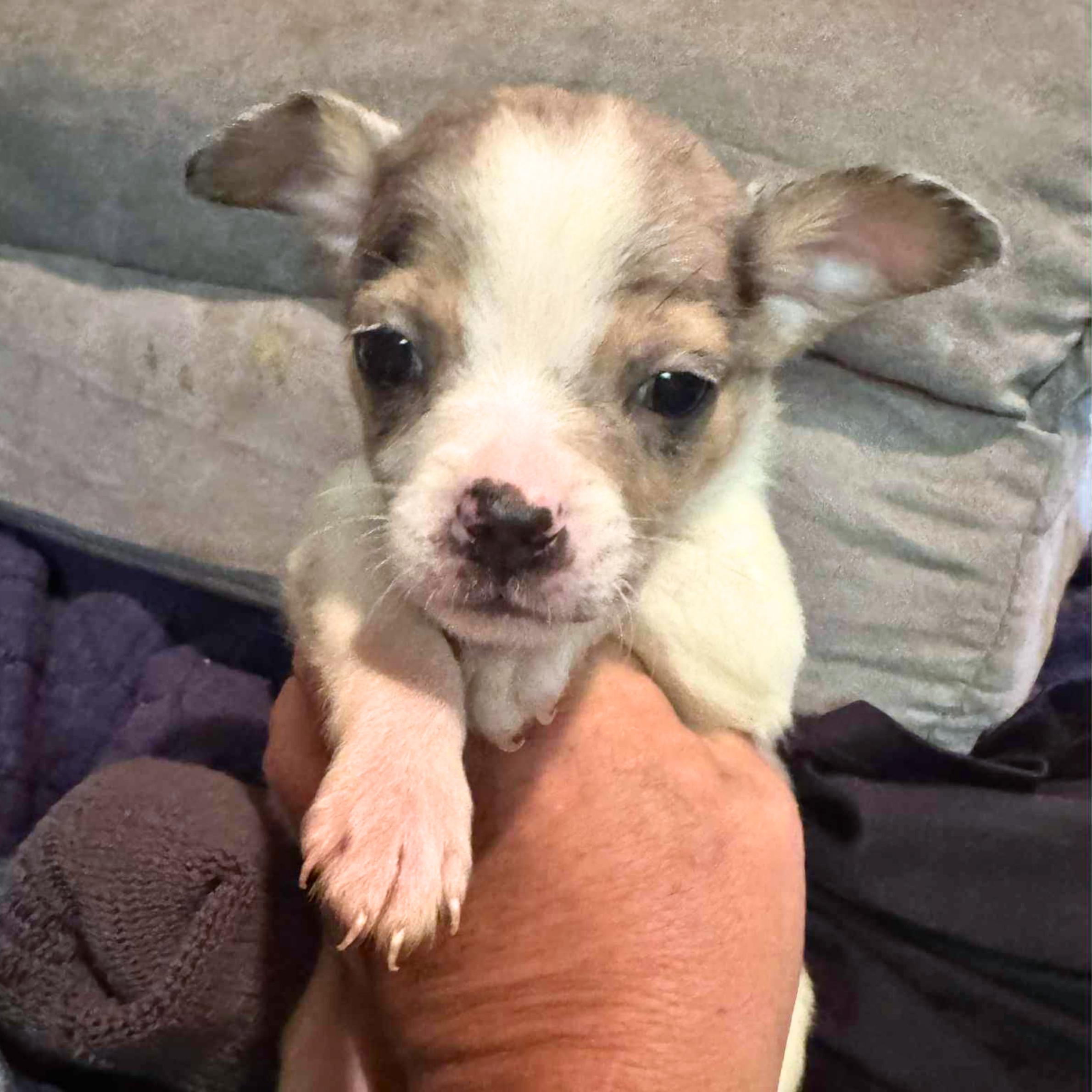 Sleigh Bell thumbnail 2