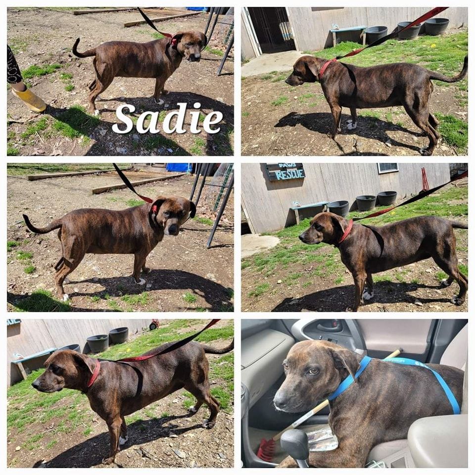 Enlarge Sadie, a Adoptable mixed breed in Lonsdale, AR image 2/14