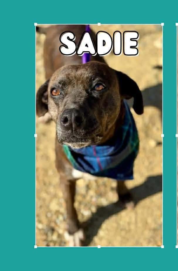 Enlarge Sadie, a Adoptable mixed breed in Lonsdale, AR image 1/6