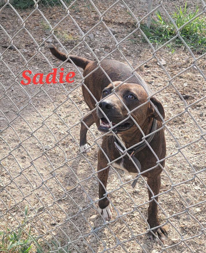 Enlarge Sadie, a Adoptable mixed breed in Lonsdale, AR image 3/14