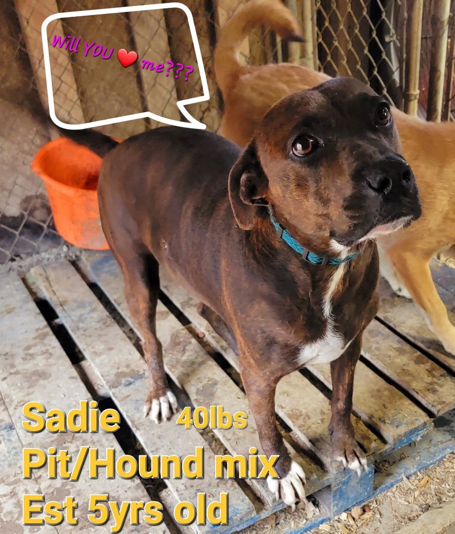 Enlarge Sadie, a Adoptable mixed breed in Lonsdale, AR image 4/14
