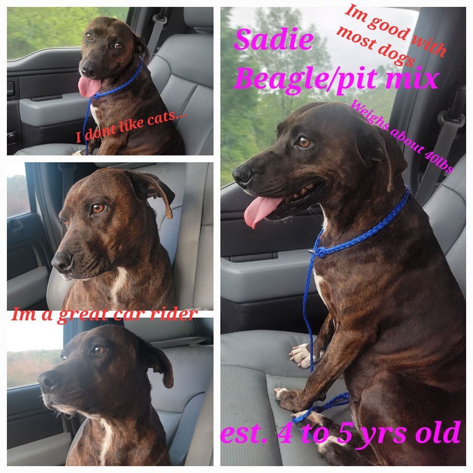 Enlarge Sadie, a Adoptable mixed breed in Lonsdale, AR image 5/14