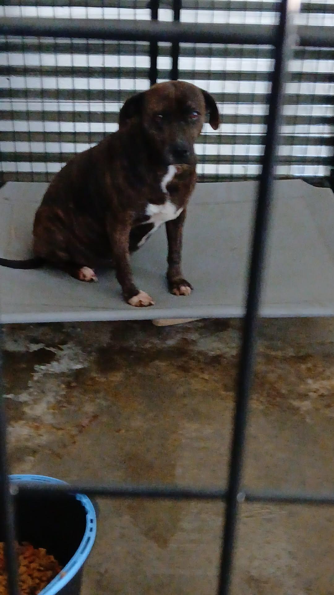 Enlarge Sadie, a Adoptable mixed breed in Lonsdale, AR image 2/6