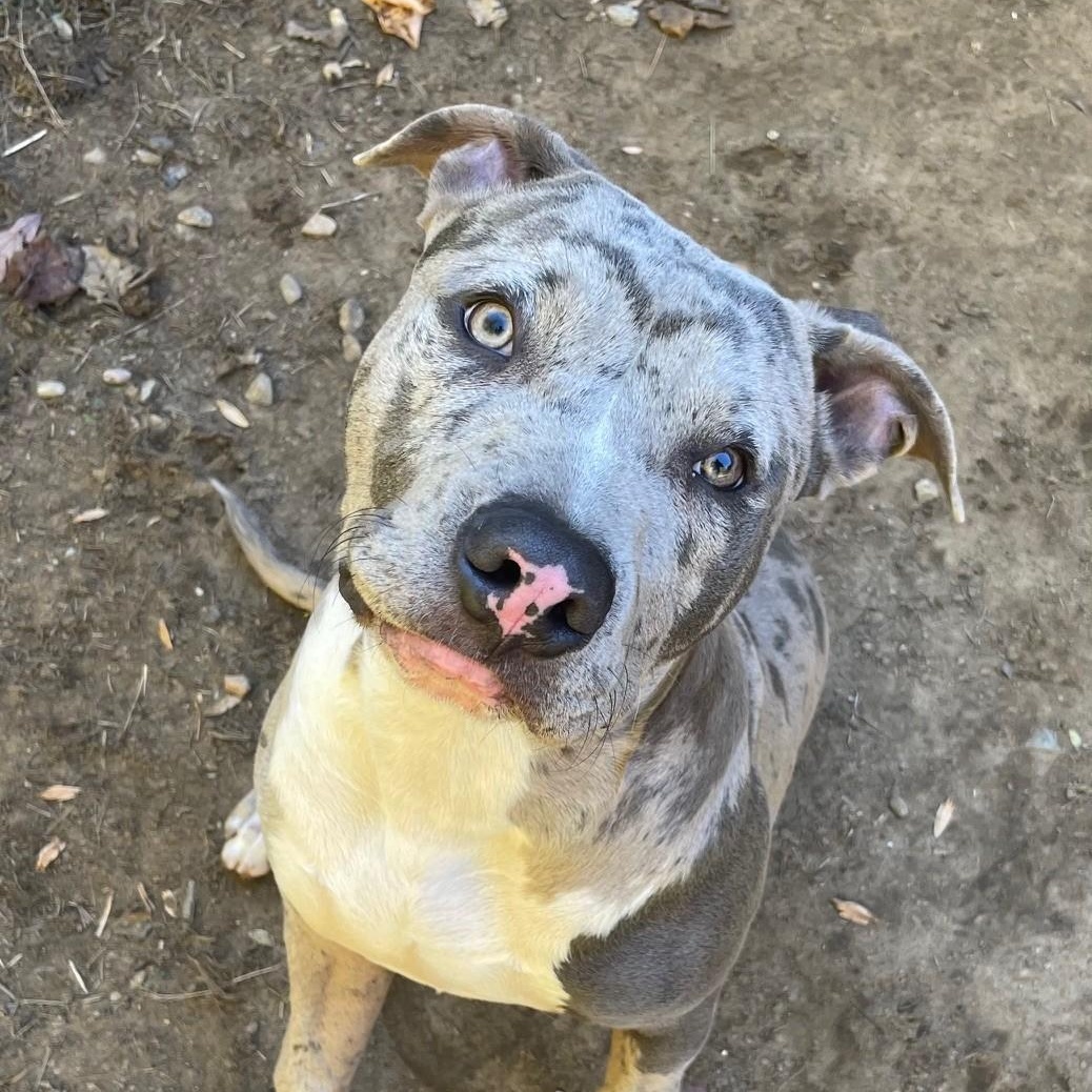 Vegas, Adopted, Young Male Catahoula Leopard Dog & Pit Bull Terrier.