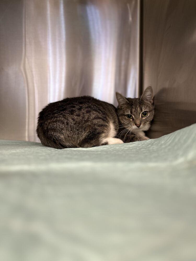 Enlarge Valerie, a Adoptable Domestic Short Hair in Bowling Green, OH image 1/2