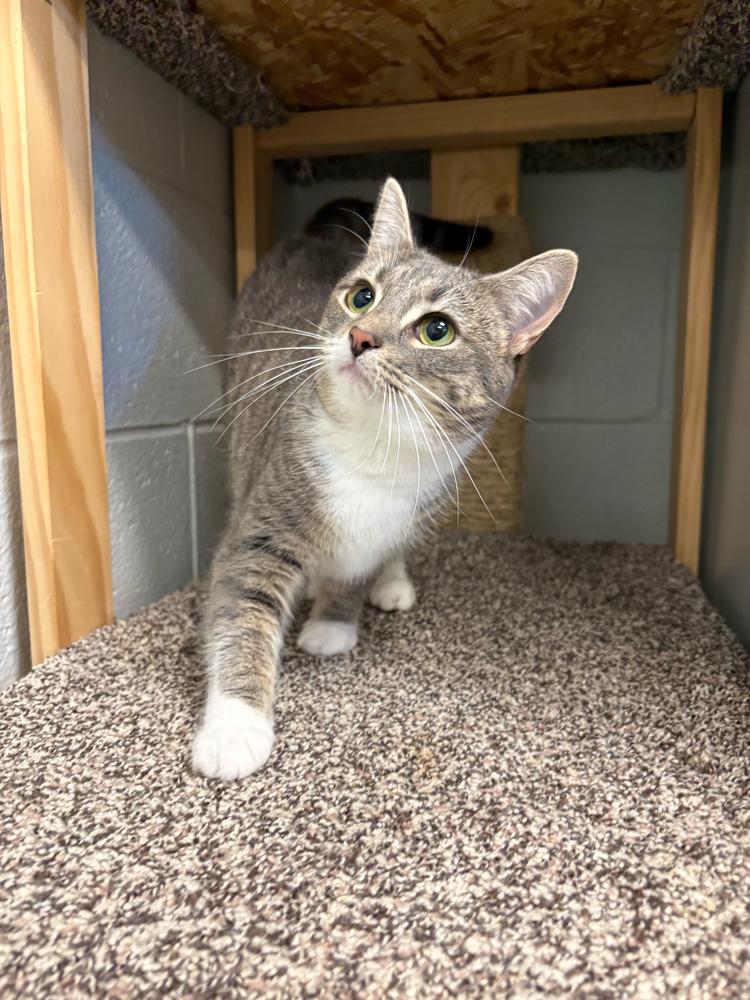 Enlarge Valerie, a Adoptable Domestic Short Hair in Bowling Green, OH image 2/2