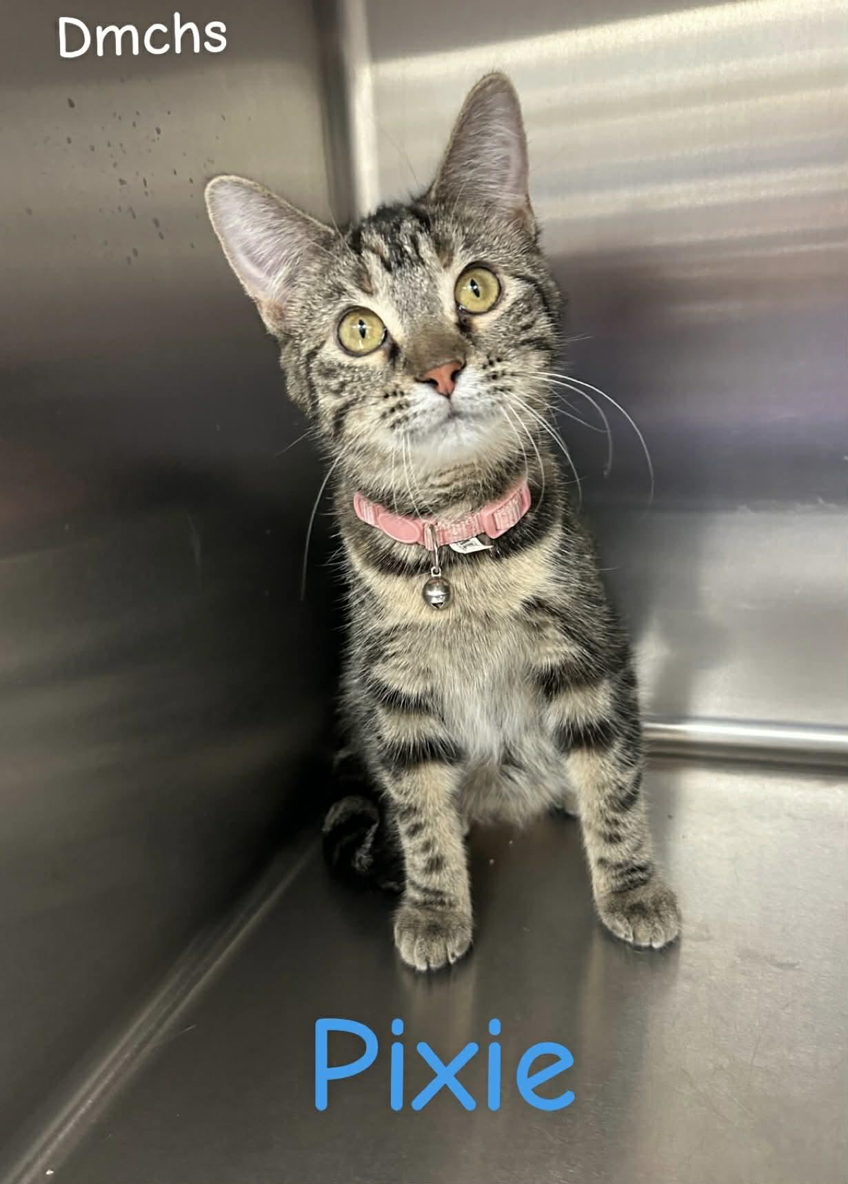 Pixie, Adoptable, Young Female Domestic Short Hair.