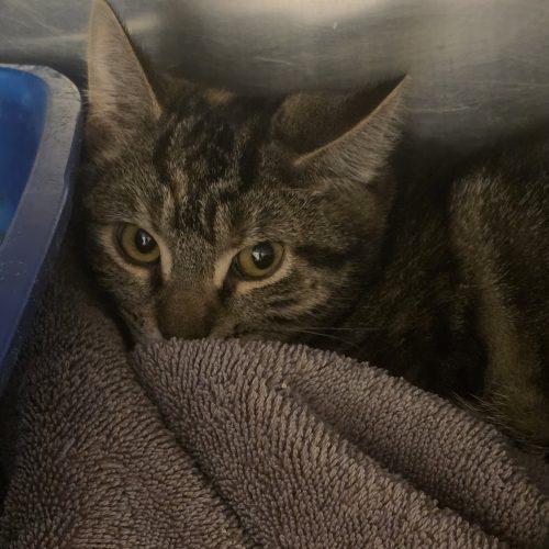 Enlarge Pixie, a Adoptable Domestic Short Hair in Burlington, IA image 2/2