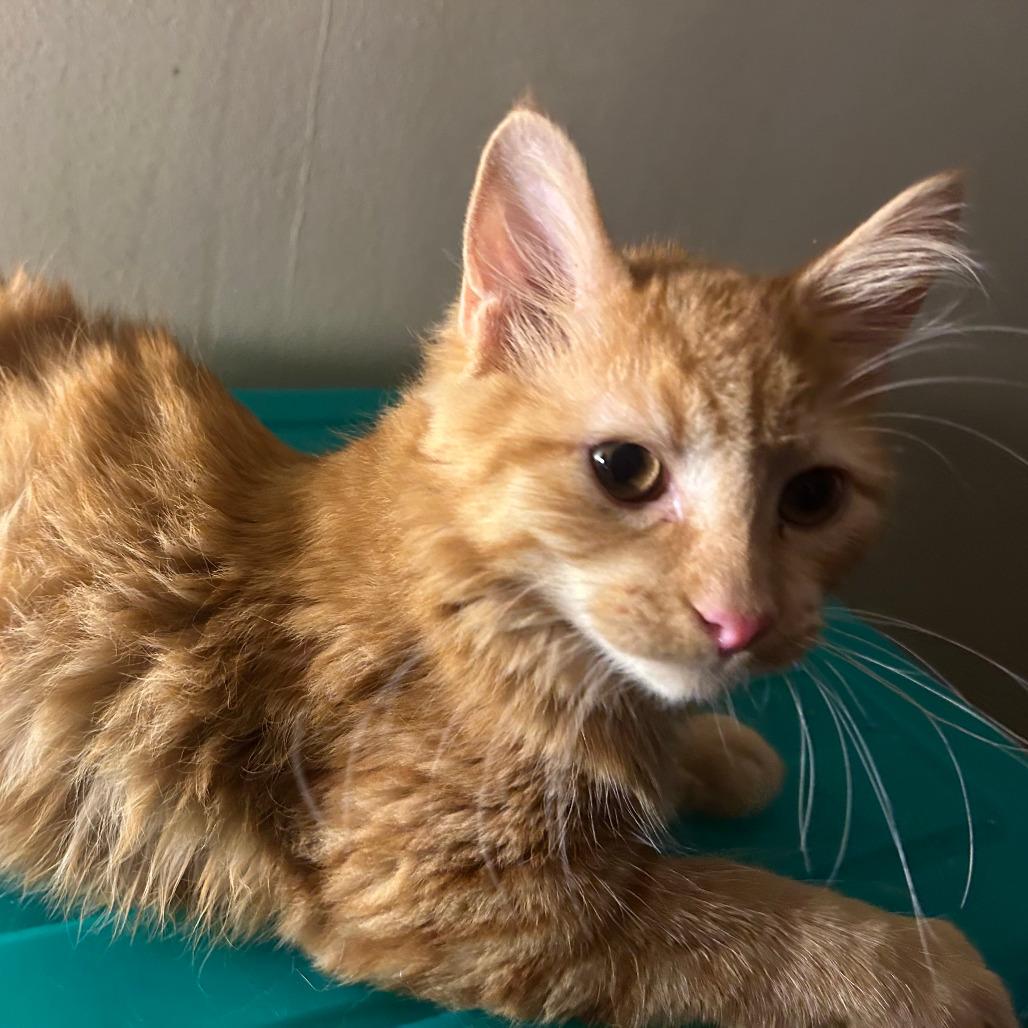 Enlarge Ginger Root, a Adoptable Domestic Short Hair in Chicago, IL image 1/2
