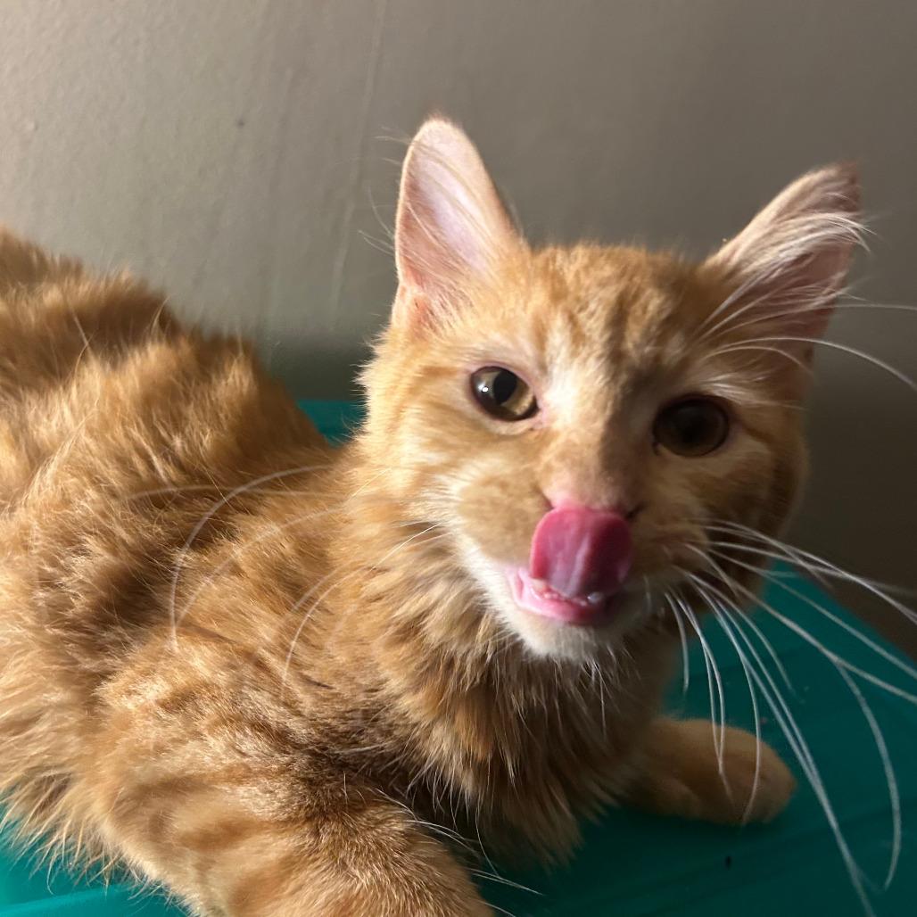 Enlarge Ginger Root, a Adoptable Domestic Short Hair in Chicago, IL image 2/2
