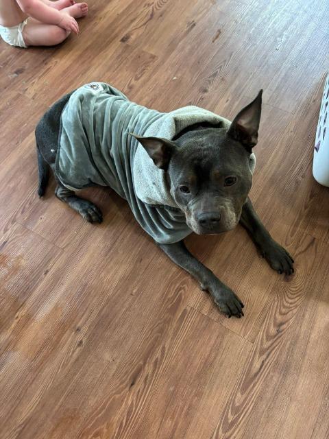 Eira (Eye-Ruh), Adoptable, Adult Female American Staffordshire Terrier.