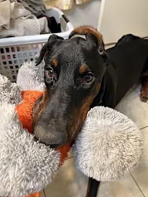 Chandler Goose, a Adoptable Doberman Pinscher in Dublin, OH image 1/6