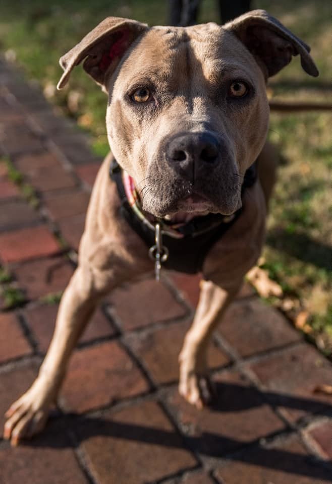Enlarge Seeley, a Adoptable Pit Bull Terrier in Memphis, TN image 10/12