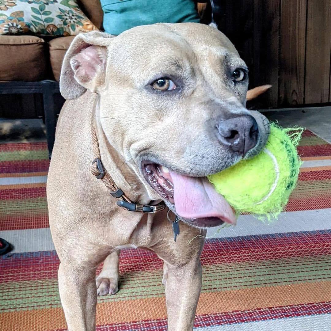 Enlarge Seeley, a Adoptable Pit Bull Terrier in Memphis, TN image 11/12