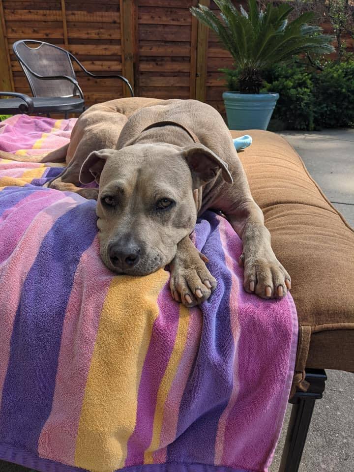 Enlarge Seeley, a Adoptable Pit Bull Terrier in Memphis, TN image 12/12