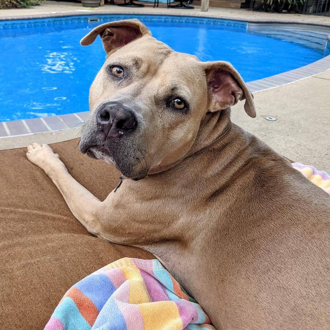 Seeley, a Adoptable Pit Bull Terrier in Memphis, TN image 1/12