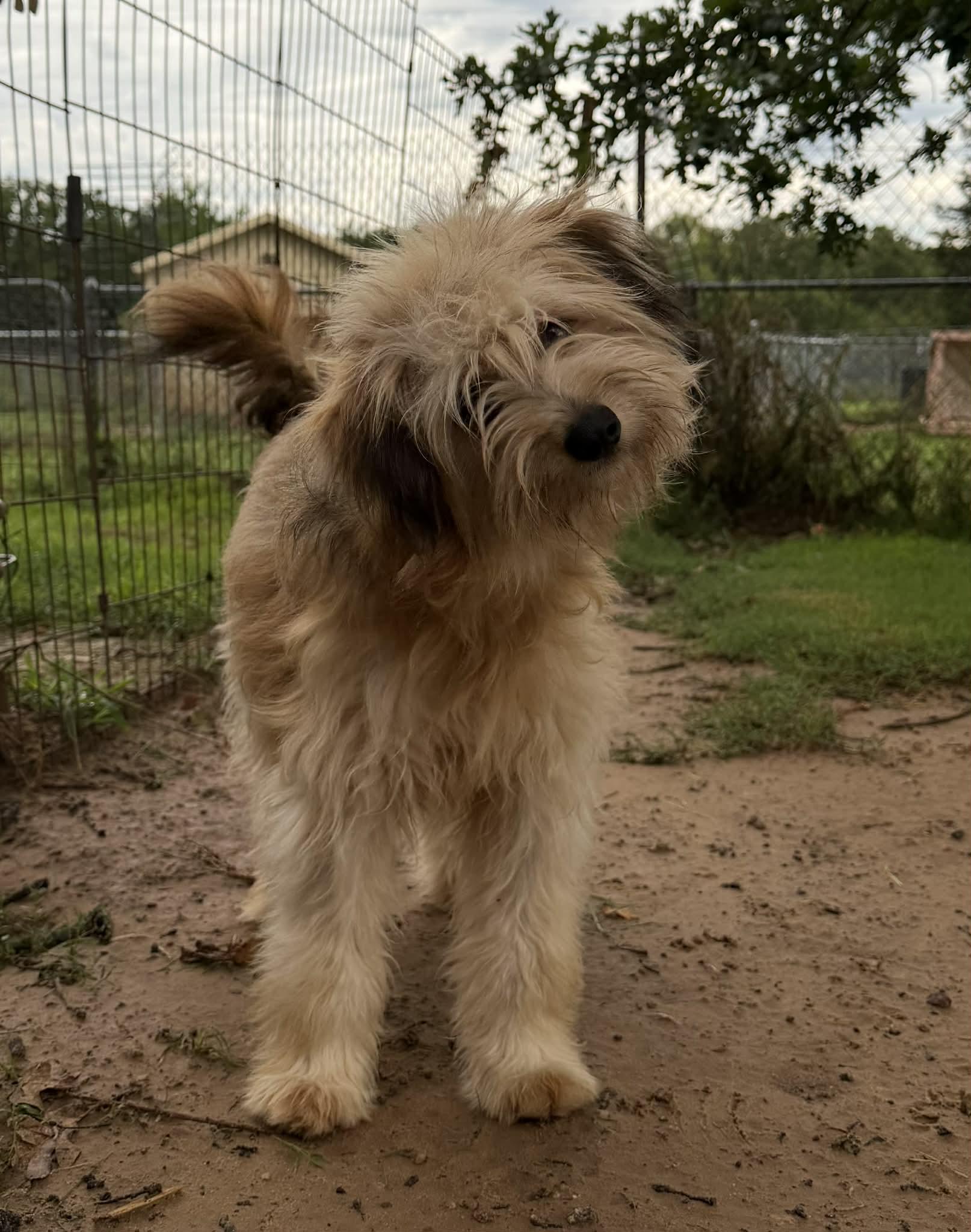 Rigby, adopted, Young Male Wheaten Terrier.