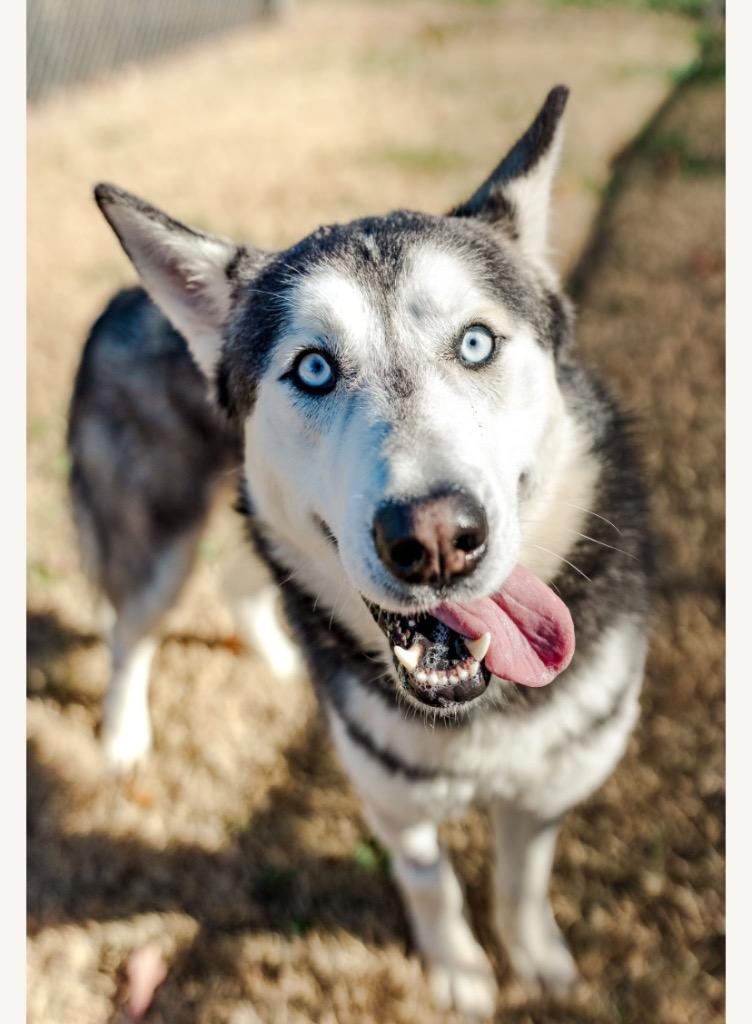 Enlarge Kylo, a Adoptable Husky in Springfield, TN image 1/3