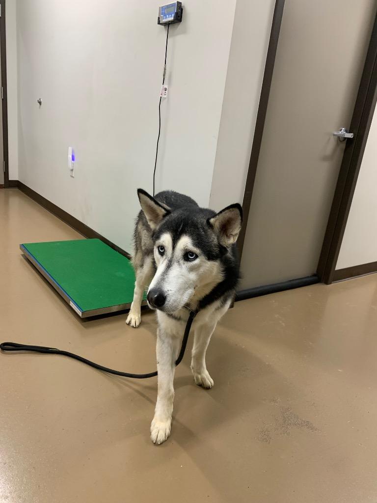 Enlarge Kylo, a Adoptable Husky in Springfield, TN image 2/3