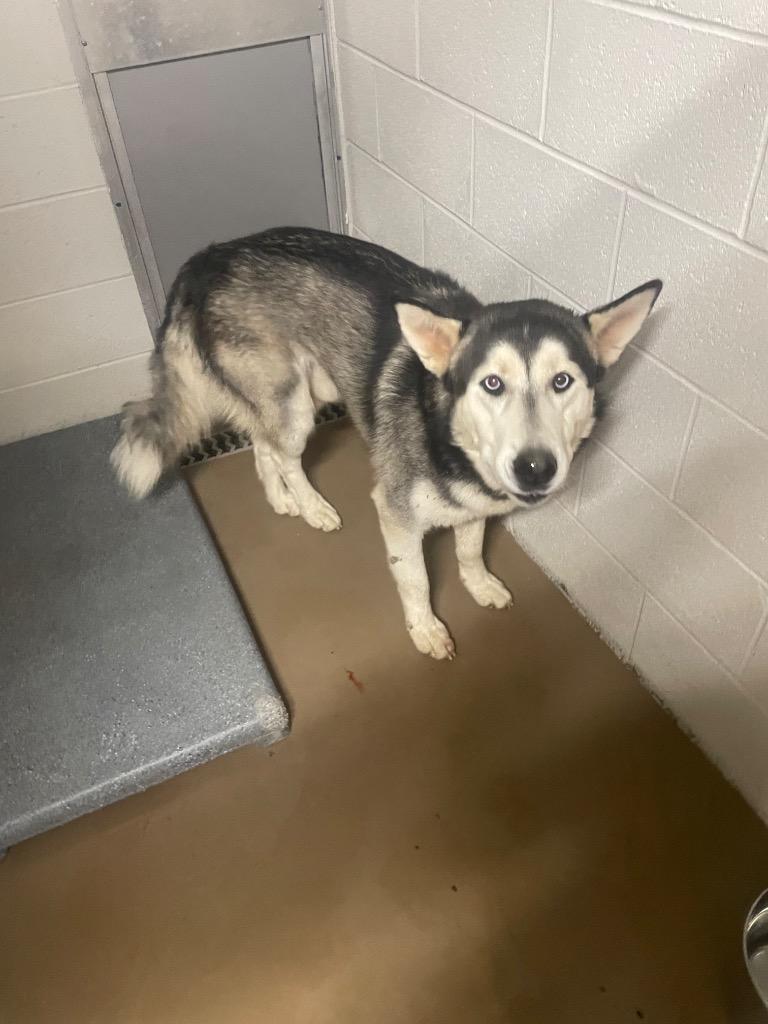 Enlarge Kylo, a Adoptable Husky in Springfield, TN image 3/3