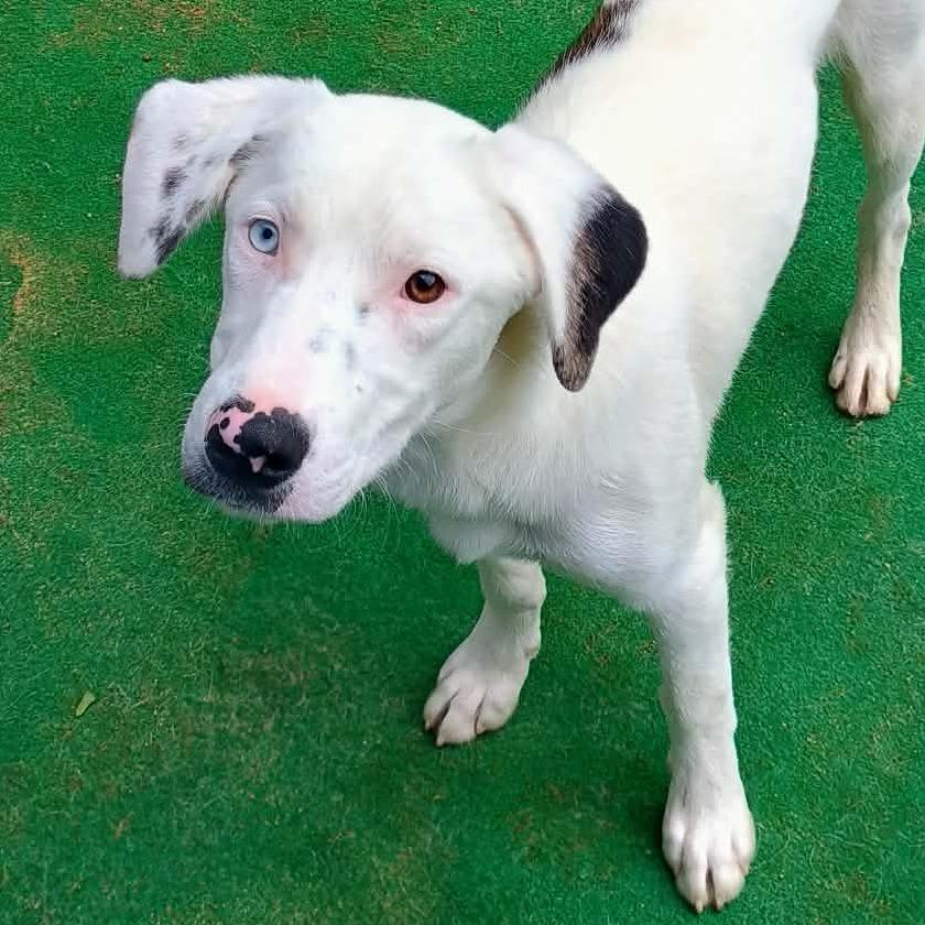 CT Odin, a Adoptable mixed breed in Stormville, NY image 1/6