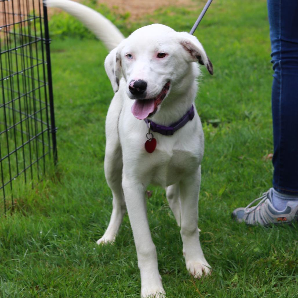 CT Odin, a Adoptable mixed breed in Stormville, NY image 2/6