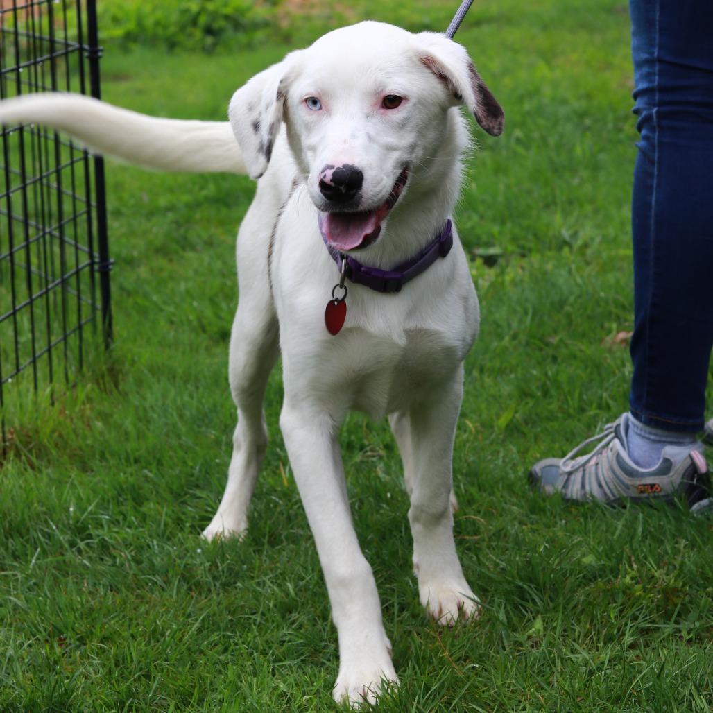 CT Odin, a Adoptable mixed breed in Stormville, NY image 3/6
