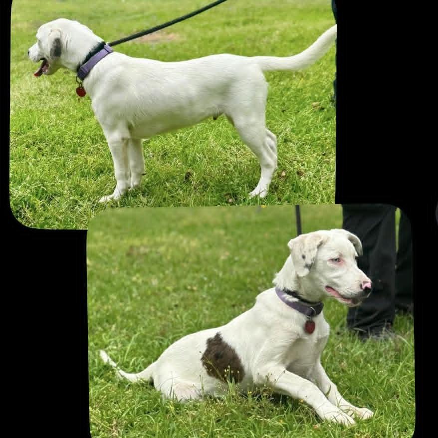 CT Odin, a Adoptable mixed breed in Stormville, NY image 4/6