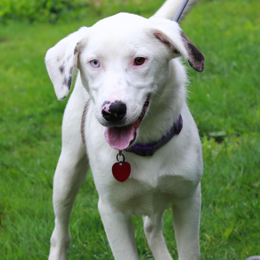 CT Odin, a Adoptable mixed breed in Stormville, NY image 5/6