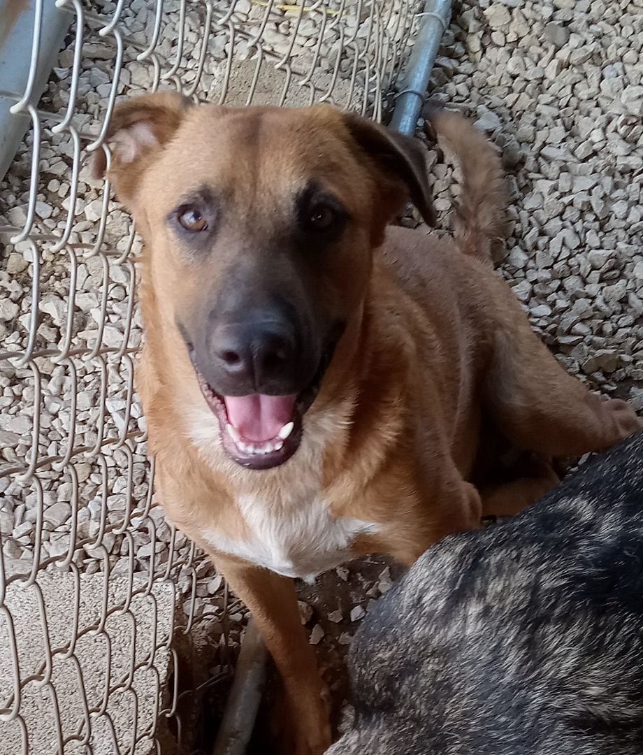 Enlarge Max, a Adoptable Mixed Breed in Guayama, PR image 1/3