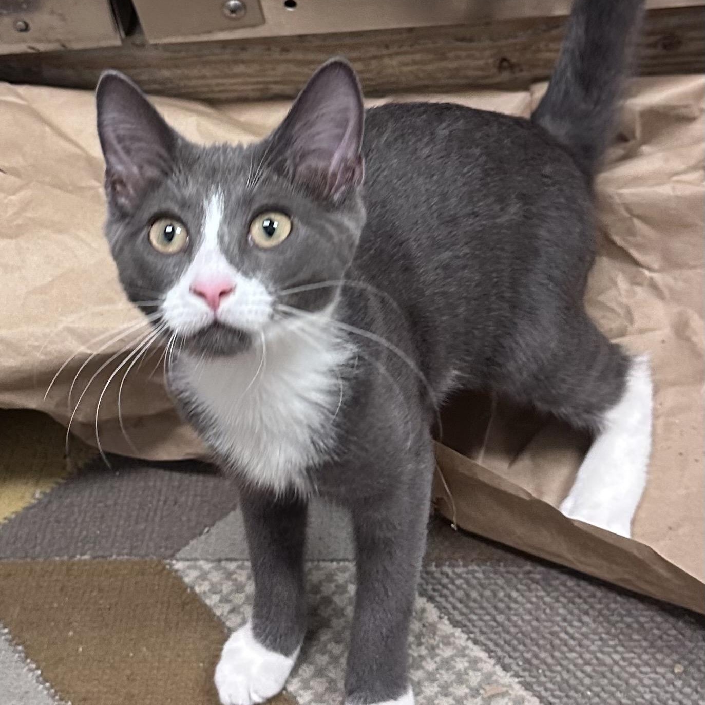Enlarge Gaia, a Adoptable Domestic Short Hair in Norwalk, CT image 1/3