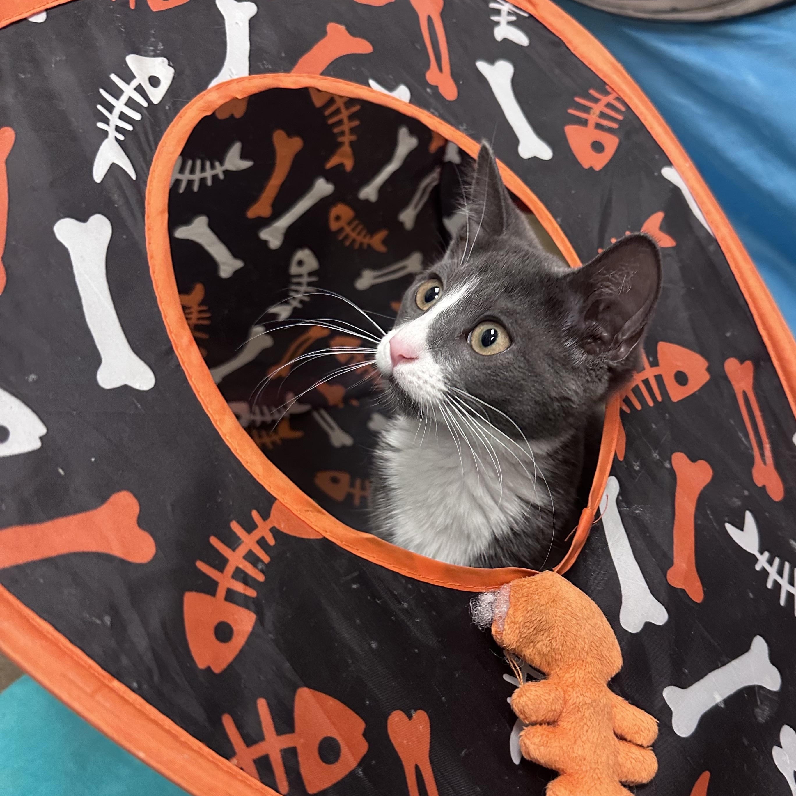 Enlarge Gaia, a Adoptable Domestic Short Hair in Norwalk, CT image 2/3