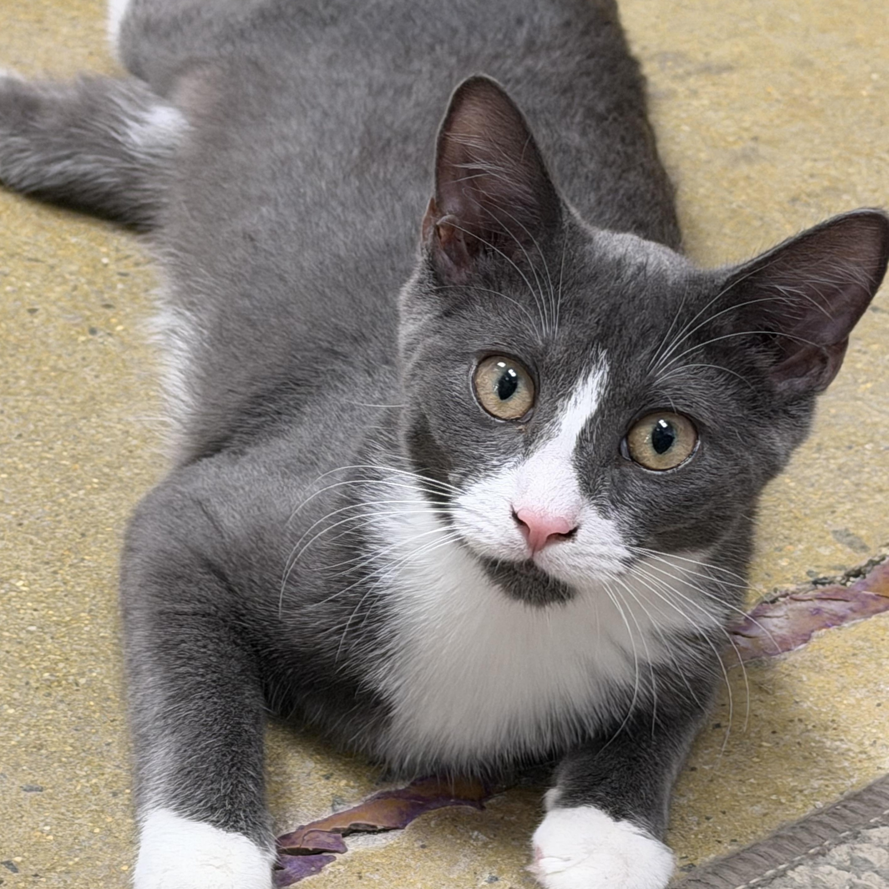Enlarge Gaia, a Adoptable Domestic Short Hair in Norwalk, CT image 3/3