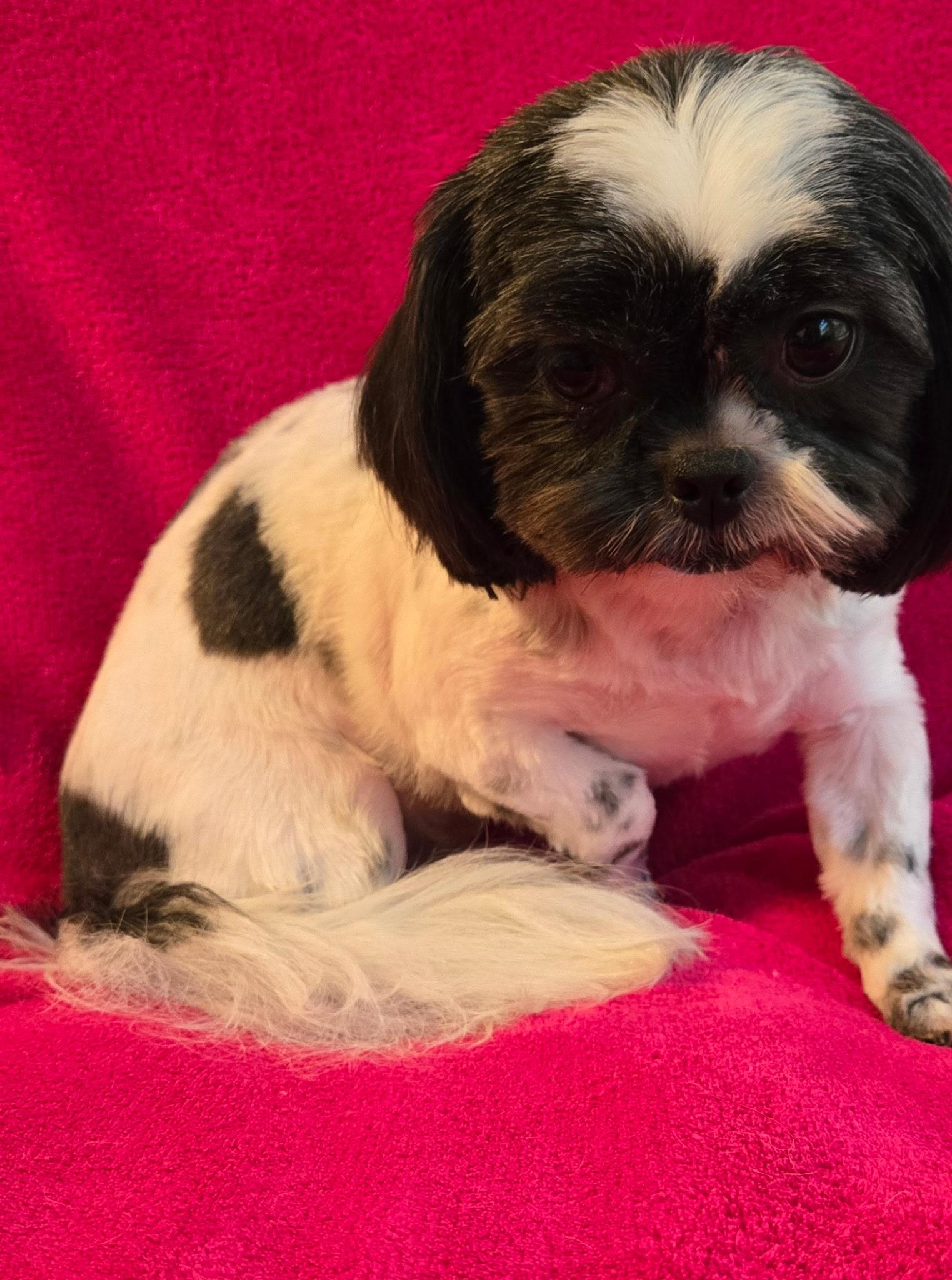 Enlarge Mae, a Adoptable Shih Tzu in North Augusta, SC image 1/3