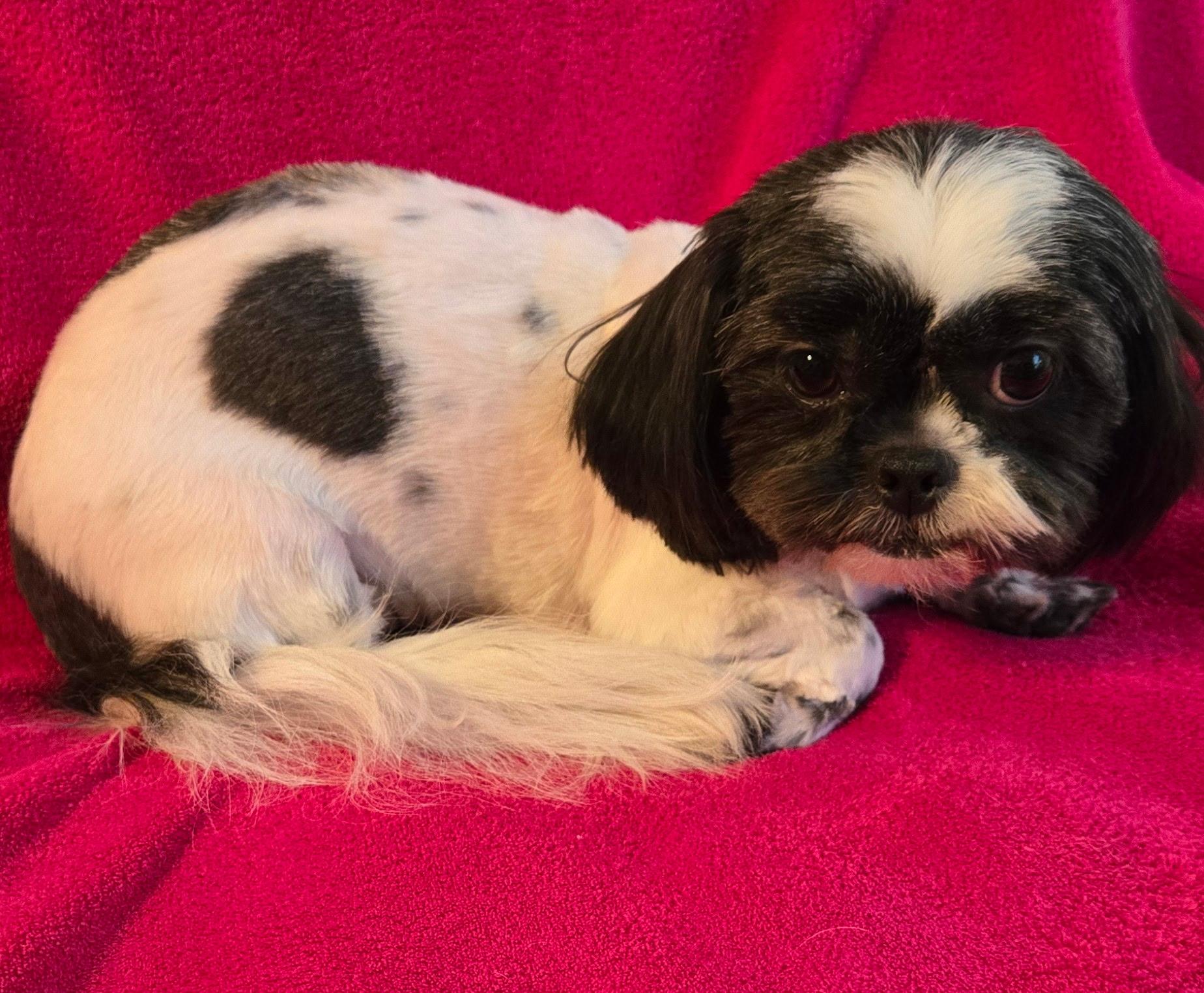 Enlarge Mae, a Adoptable Shih Tzu in North Augusta, SC image 2/3