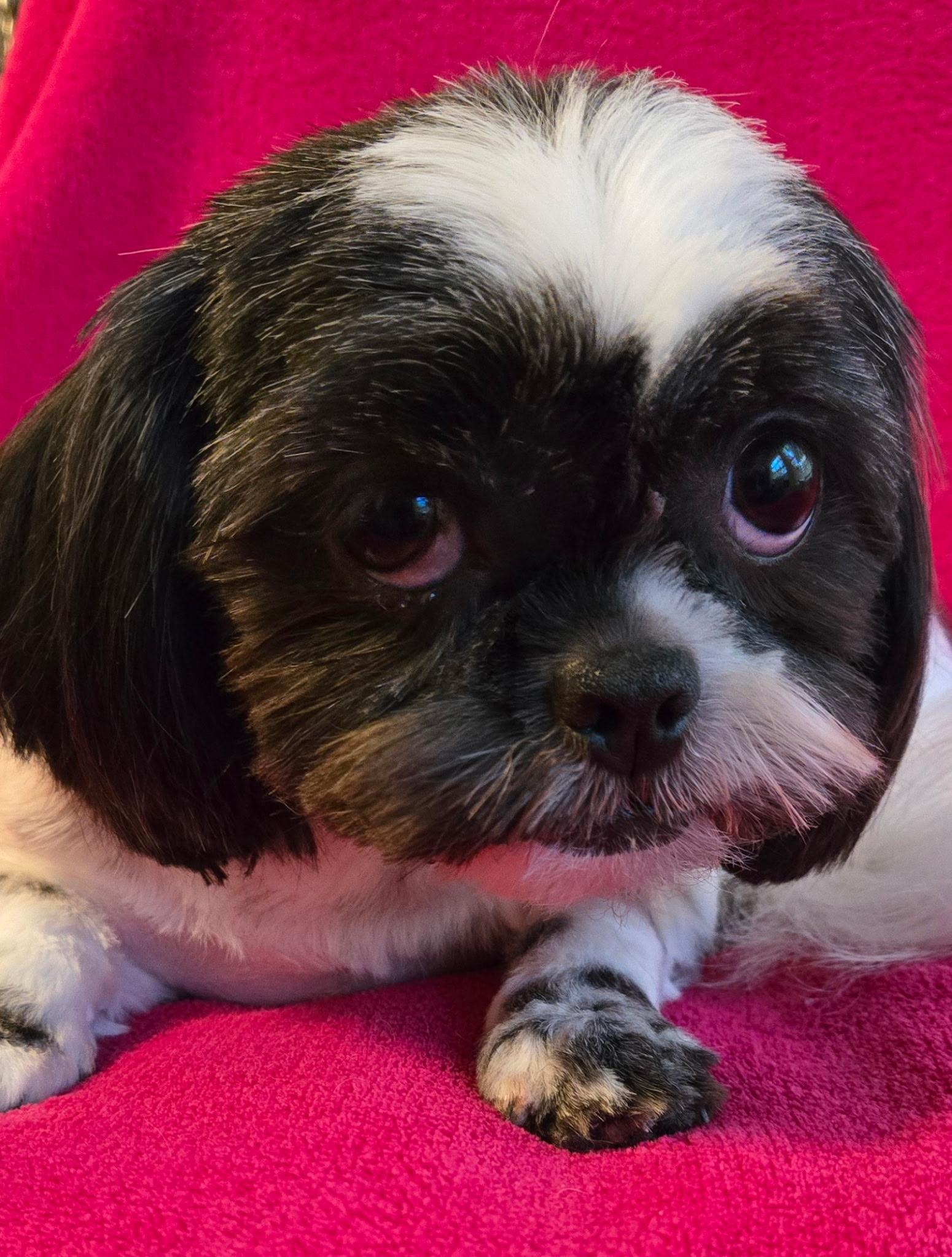 Enlarge Mae, a Adoptable Shih Tzu in North Augusta, SC image 3/3
